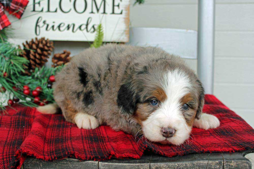 Merle Colored Blue Diamond Family puppy from Fuquay-Varina North Carolina